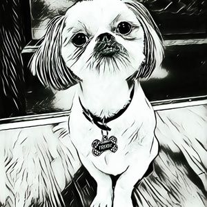 Meet your Posher, Holly